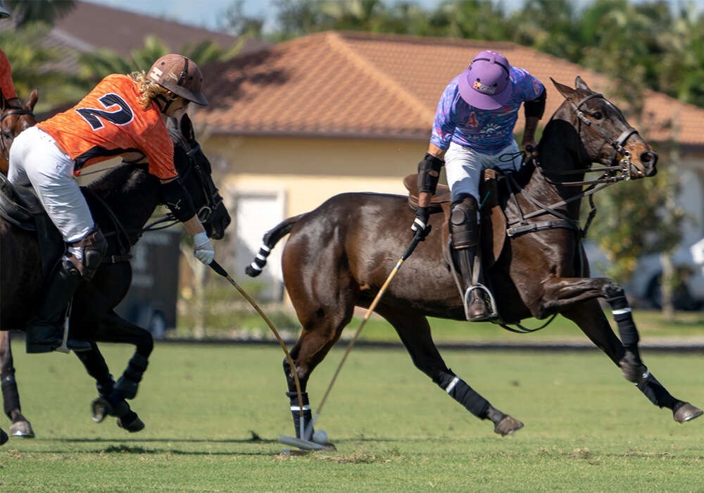 grandchampcandiceferrari photo