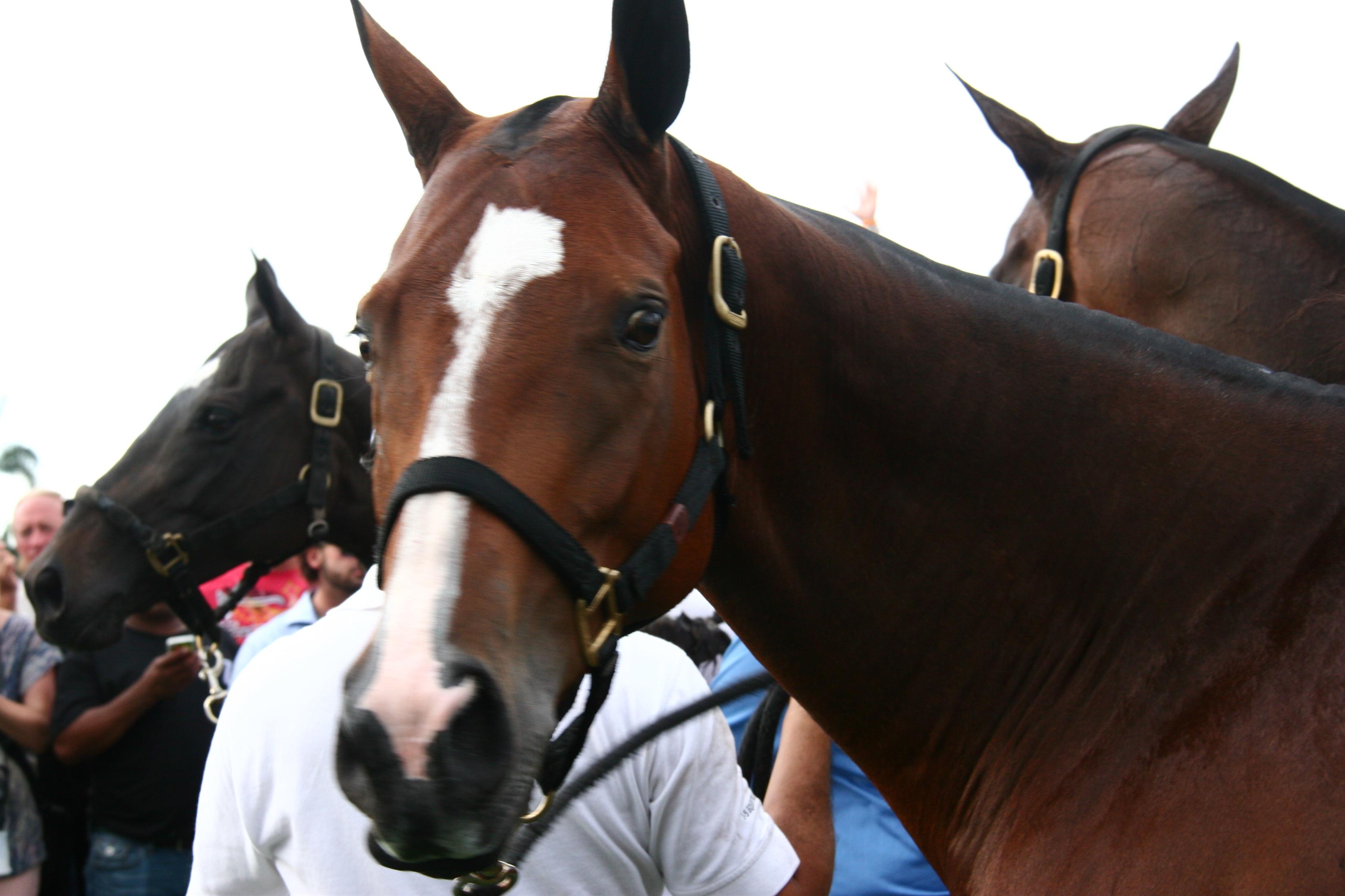 us open polo champions 2013 polo magazine sheryel aschfort photgraphy 8